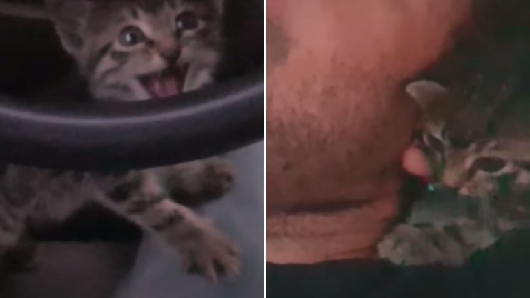 stray cat get in the mans car