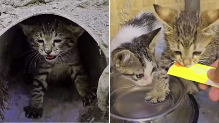 Stray Kittens Struggle To Survive After Living In A Flooded Drainage Pipe