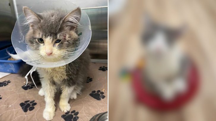 Street Kitten Who Can’t Open His Mouth Due To Injuries Arrives At Shelter For Help