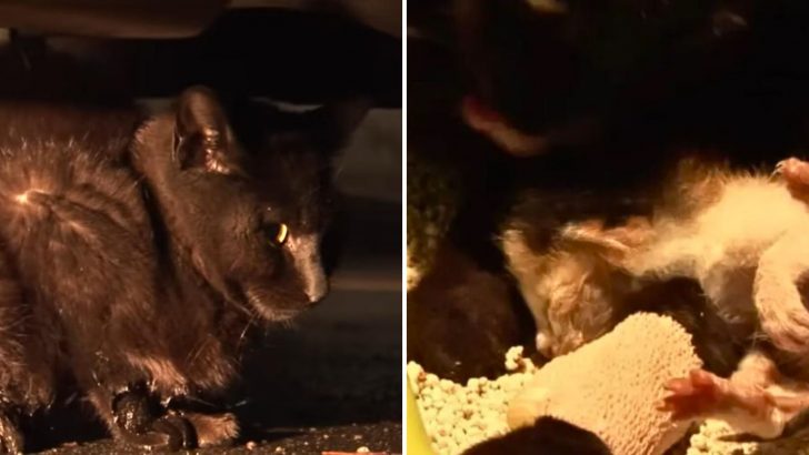 Tearful Momma Cat Who Lost Her Babies Embraces And Welcomes An Abandoned Kitten