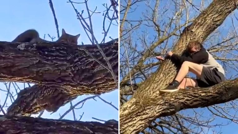 teen and cat stuck in tree