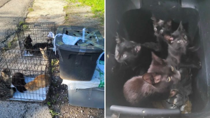 Tennessee Rescuers Joined Forces To Save 28 Kittens Abandoned In Crates On Roadside
