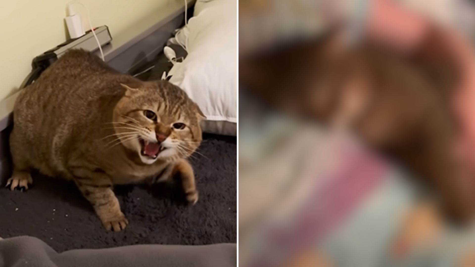 a cat transforms after feeling of love