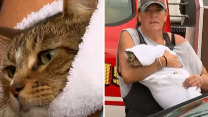 Texas Flash Flood Traps Mama Cat And Her Three Tiny Kittens In A Basement