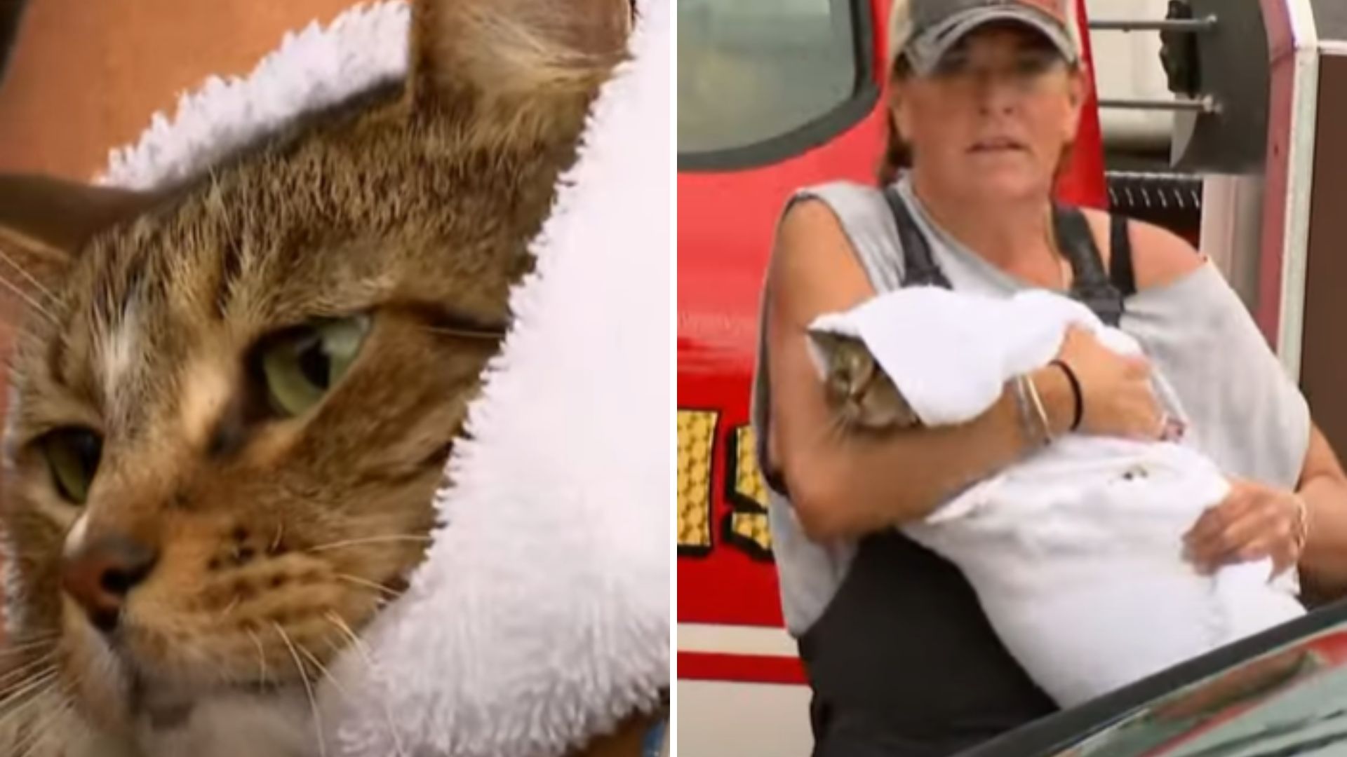 woman saved kittens from basement