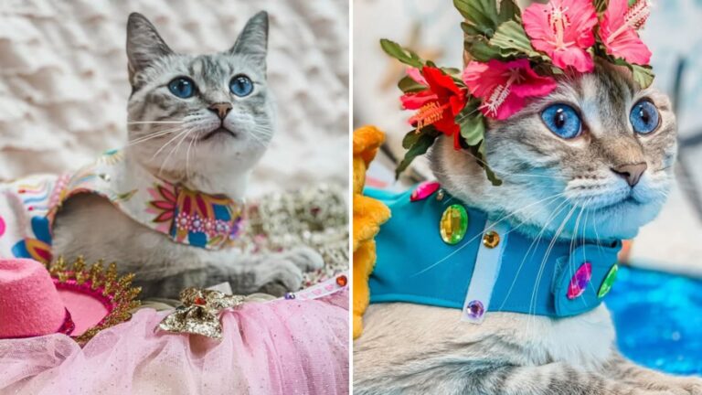 Texas Special Needs Cat Left The Internet Speechless With Her Wardrobe