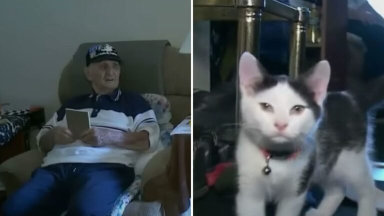 This 84-Year-Old Michigan Man Survives The Accident Thanks To His Clever Cat