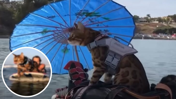 This Adventurous Bengal Cat Has The Best Hobby And It Includes Water