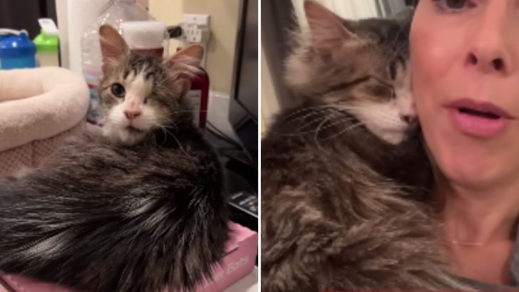 This Cat’s Owner Gave Him Up To A Rescue Organization Hoping He Would Find A Better Home