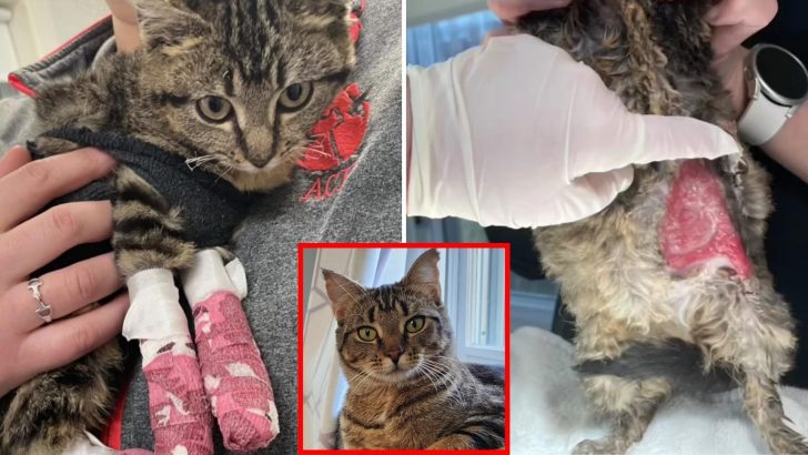 This Kitty Suffered Severe Burns, But Her New Owner’s Love Brought Her Back To Health
