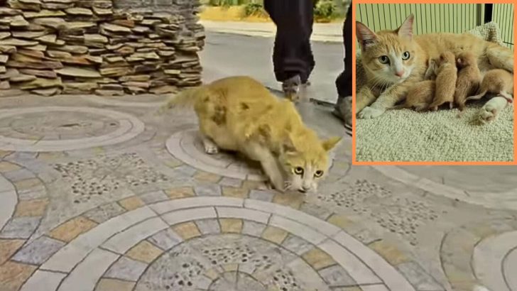 This Poor Cat Is Another Feline Victim Of A Hit-And-Run, But Thankfully She’s Okay Now