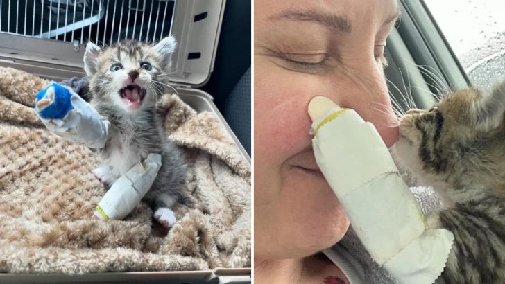 Tiny Kitten Saved From Lawnmower Accident Moments Before Tragedy Learns To Walk Again