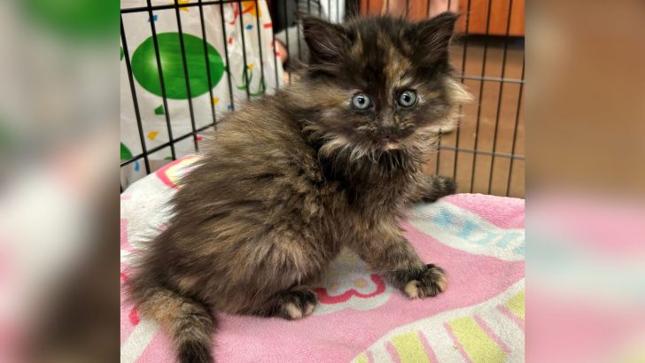 Tortoiseshell Kitten Dropped Off At Oregon Shelter But Its Gender Comes As A Shocking Surprise