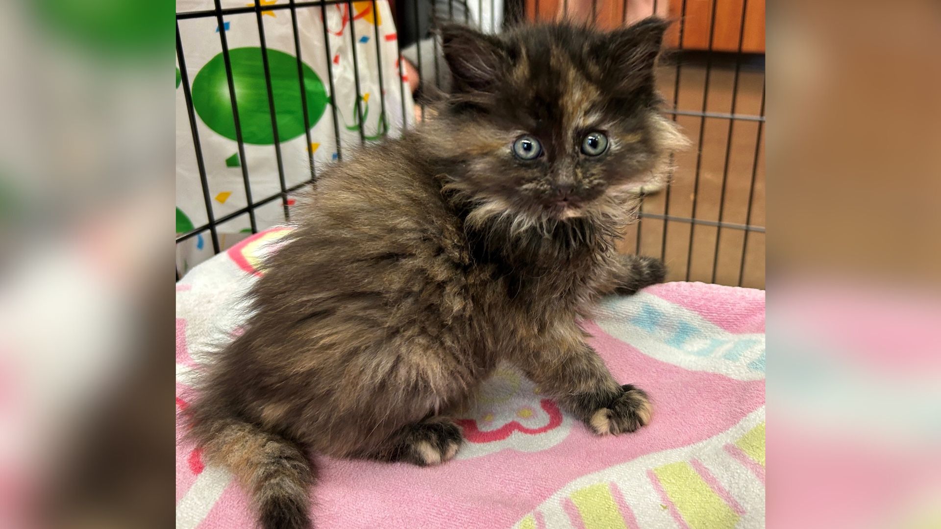 tortoiseshell kitten