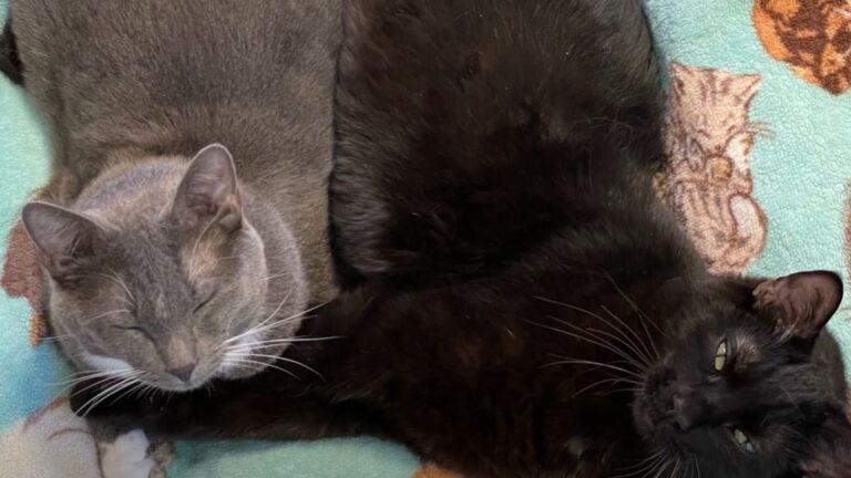 Two Paralyzed Colorado Cats Form A Lifelong Bond While Searching For Their Forever Home