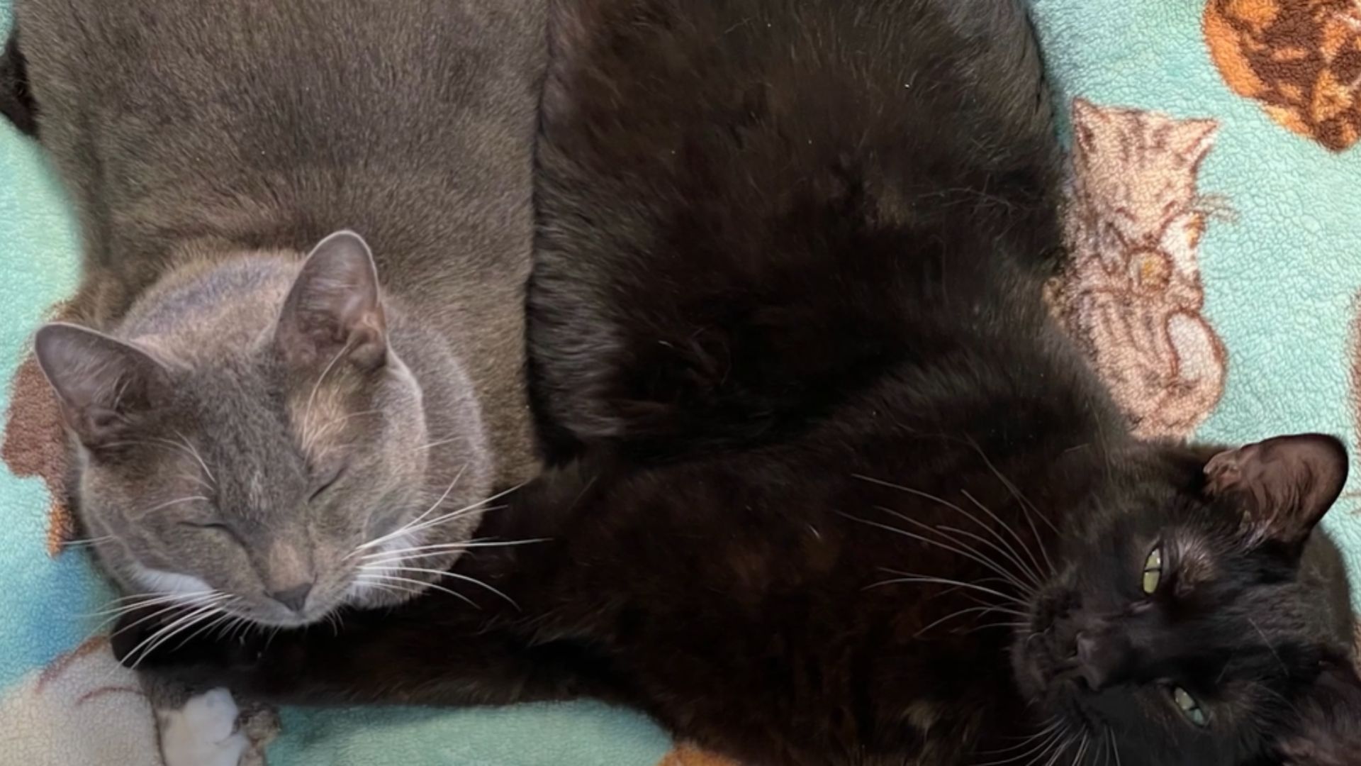 Two Paralyzed Colorado Cats Form A Lifelong Bond While Searching For Their Forever Home