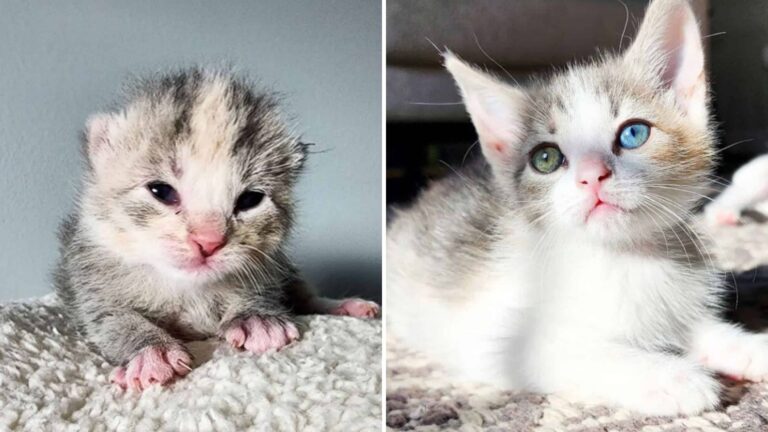 Washington DC Kitten With Stunning Two-Colored Eyes Steals Hearts Everywher