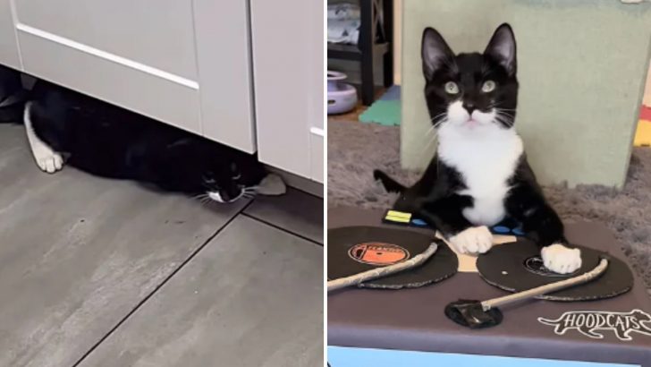 Wobbly Kitten Becomes A Devoted Friend After Being Rescued From The Streets