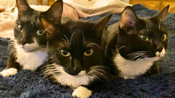 Wobbly Tuxie Trio Shows The World How To Live Fully No Matter The Challenge