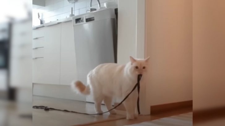 Woman Decided To Film Her Cat While She Was Home Alone And What She Captured Broke Her Heart