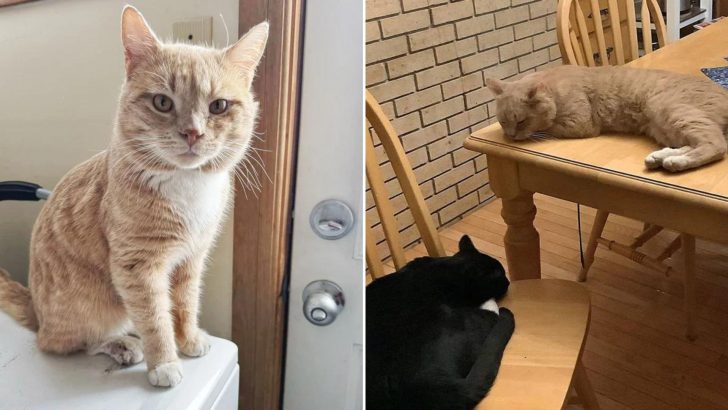 Woman Plans To Adopt One Cat But Ends Up Finding A Bonded Pair Of Felines