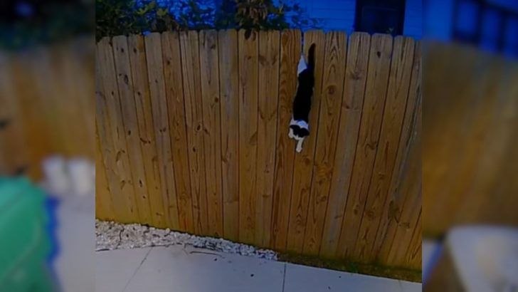 Woman Wakes Up To A Stray Cat Screaming In Her Backyard Sparking A Heroic Rescue 