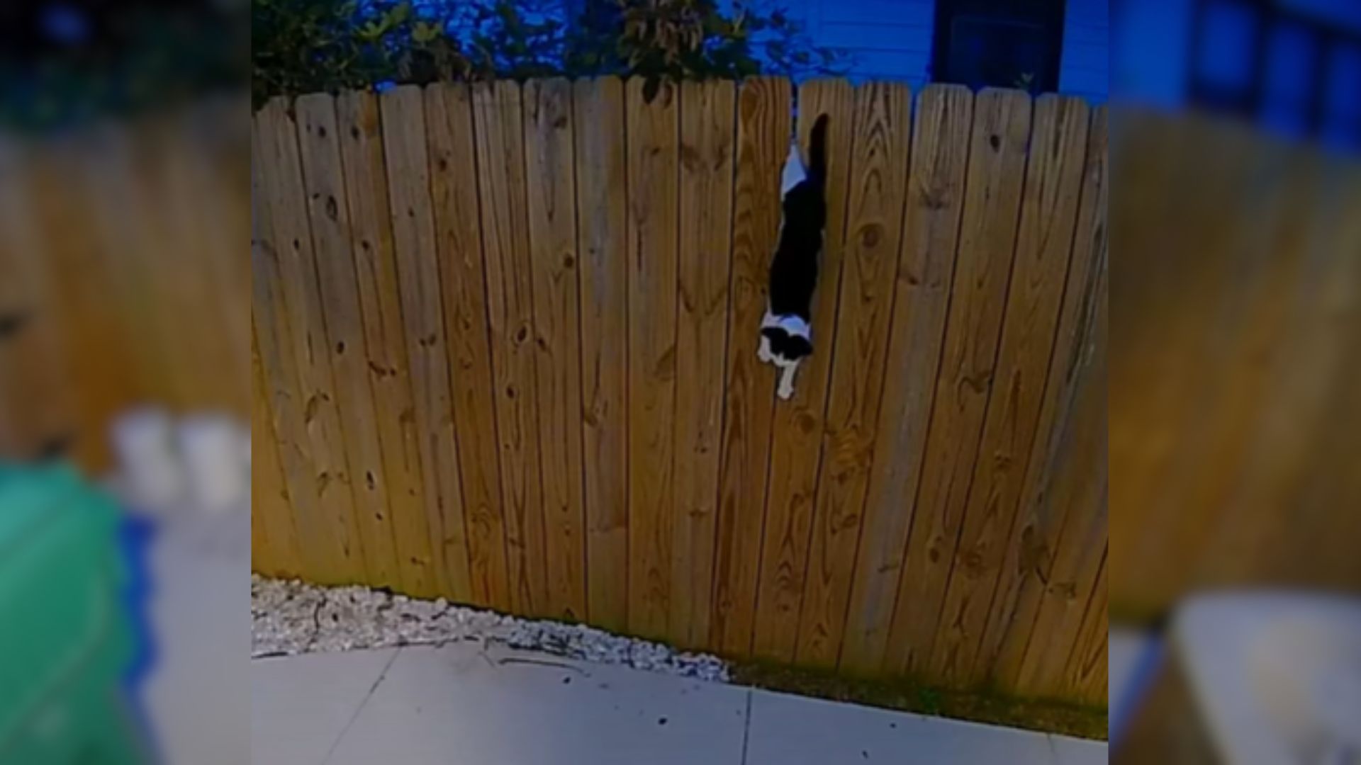 cat on wooden fence