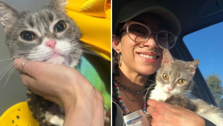 This Cat Was Given Up On By Everyone Until One Woman Showed Up And Changed Her Fate Forever