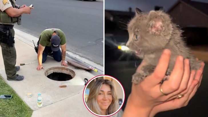 Woman Watches Firefighters Rescue Kitten From Rain Gutter And Finds Love She Can’t Let Go