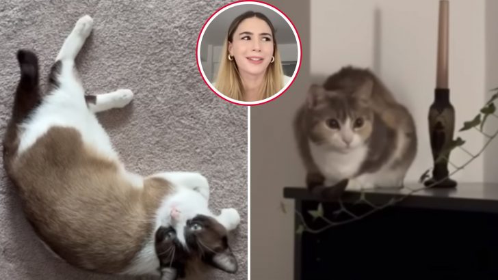 Woman Welcomes A Rescue Cat Into Her Home But Soon Finds Out Someone Isn’t Thrilled About Her