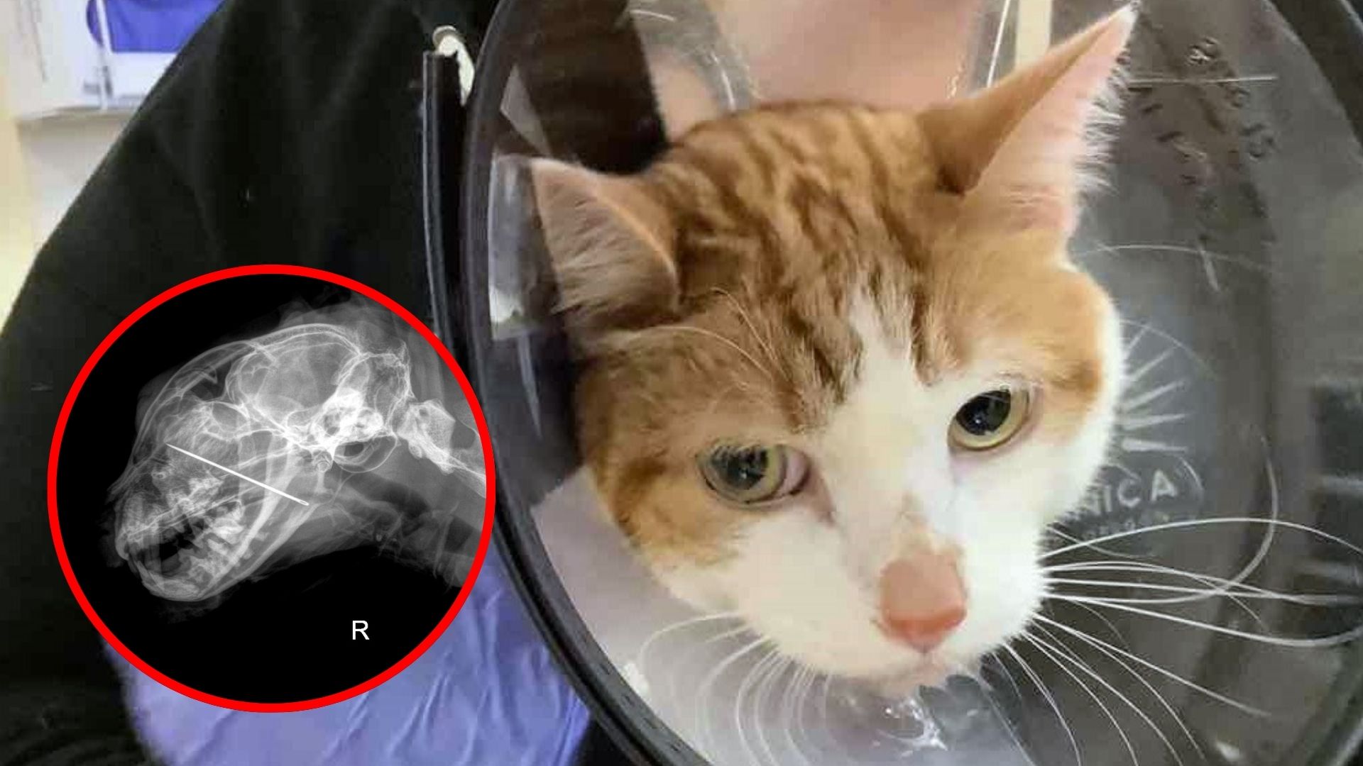 cat with object in throat