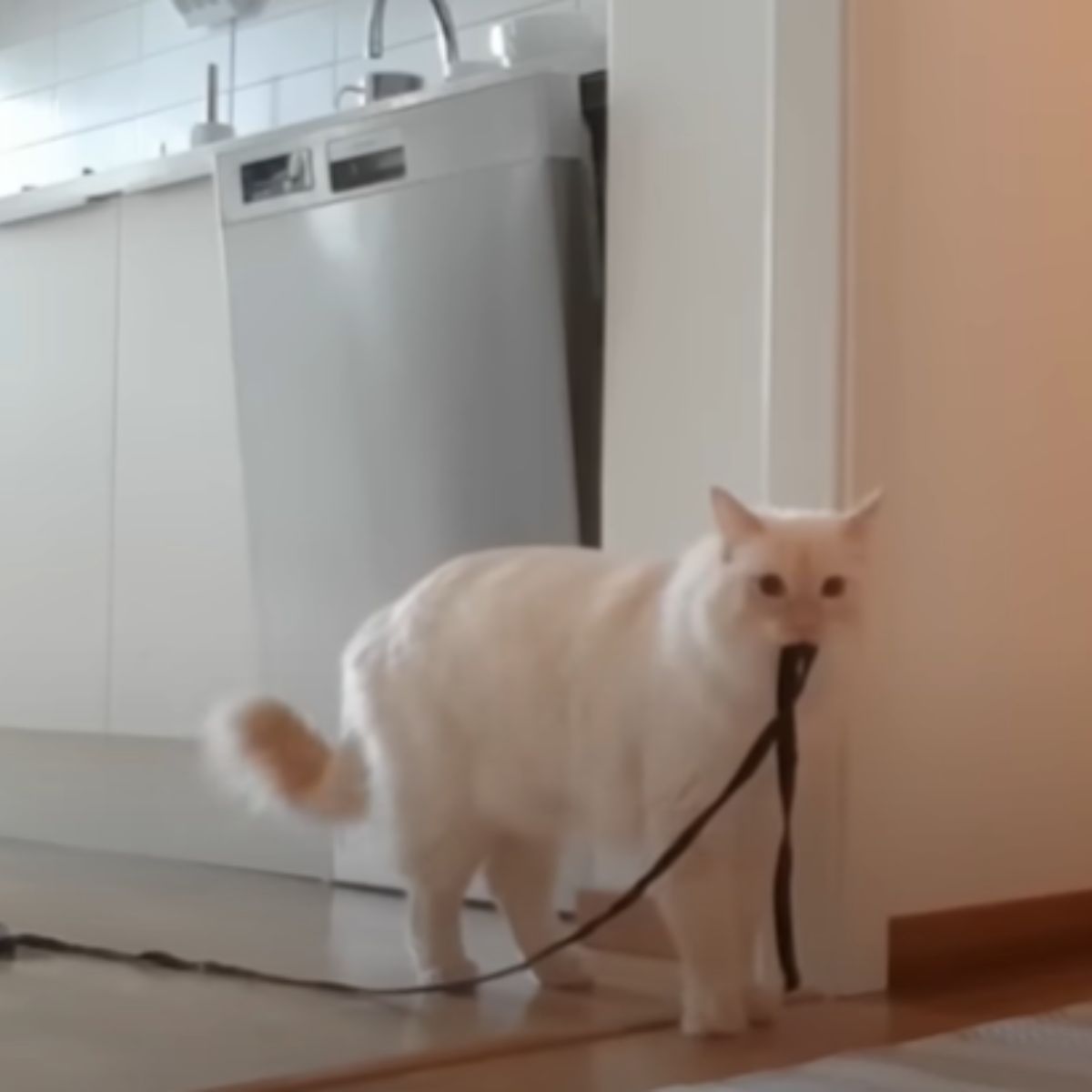 a cat caryyng leash for walk