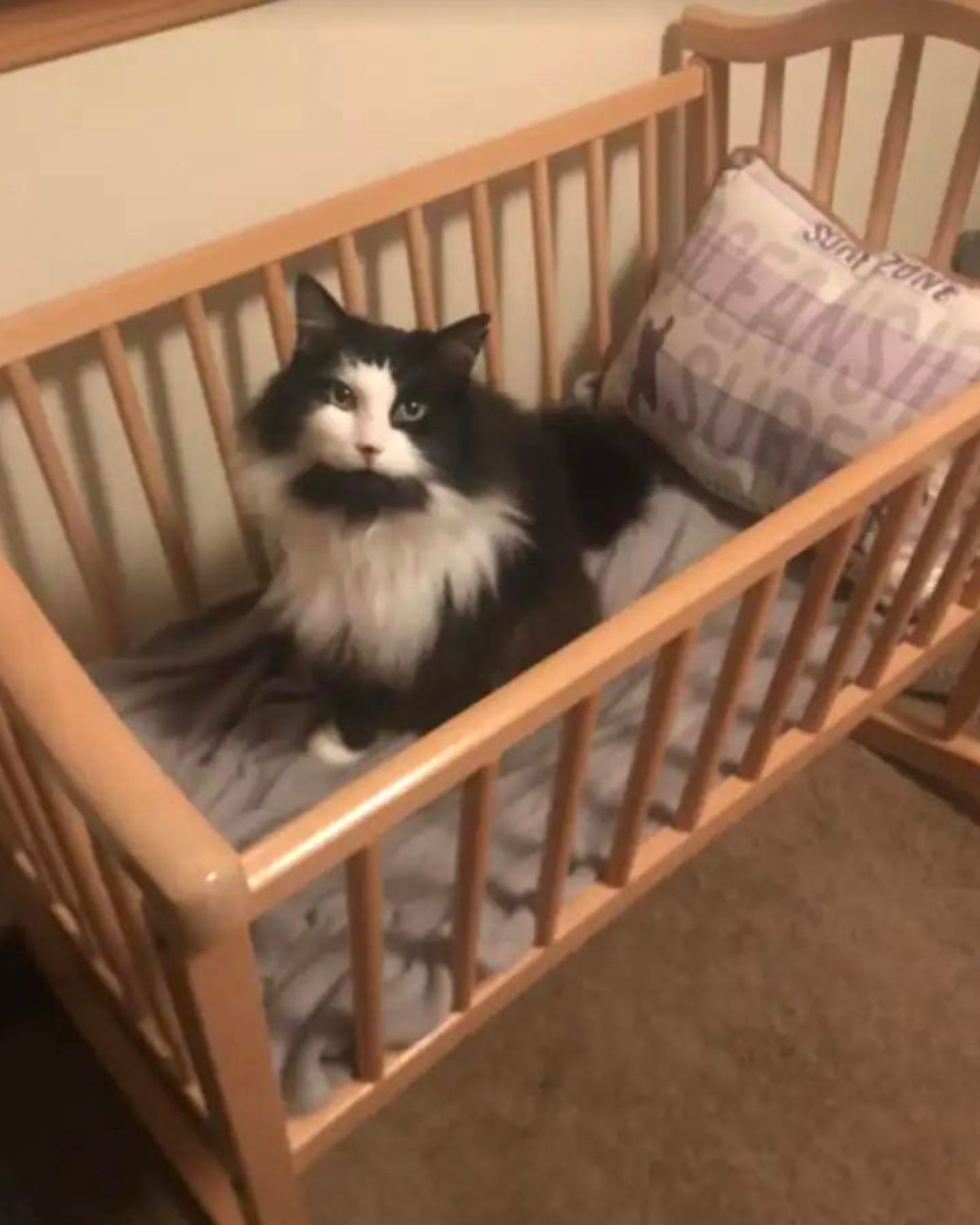 a cat in a baby crib