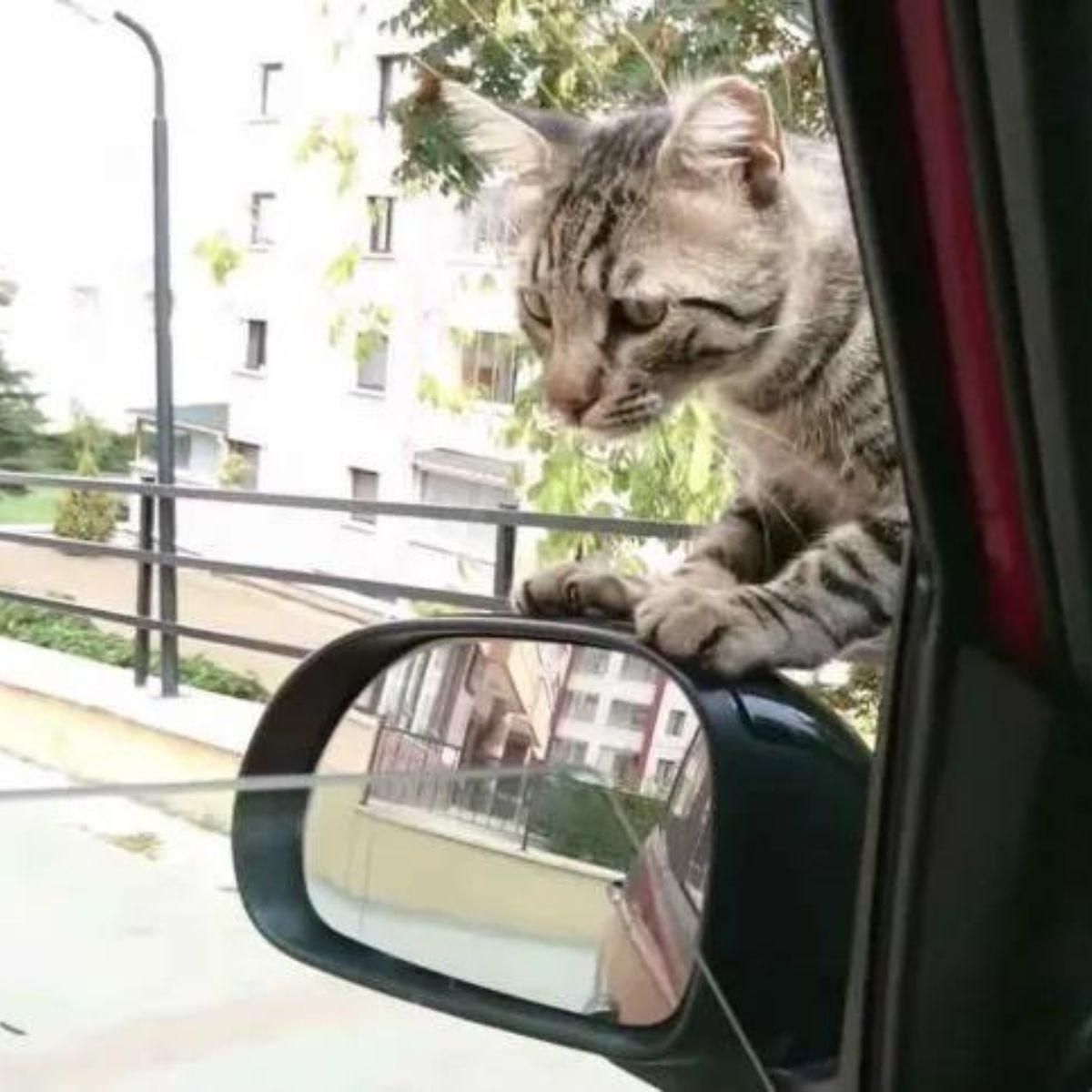 a cat jumps in the car