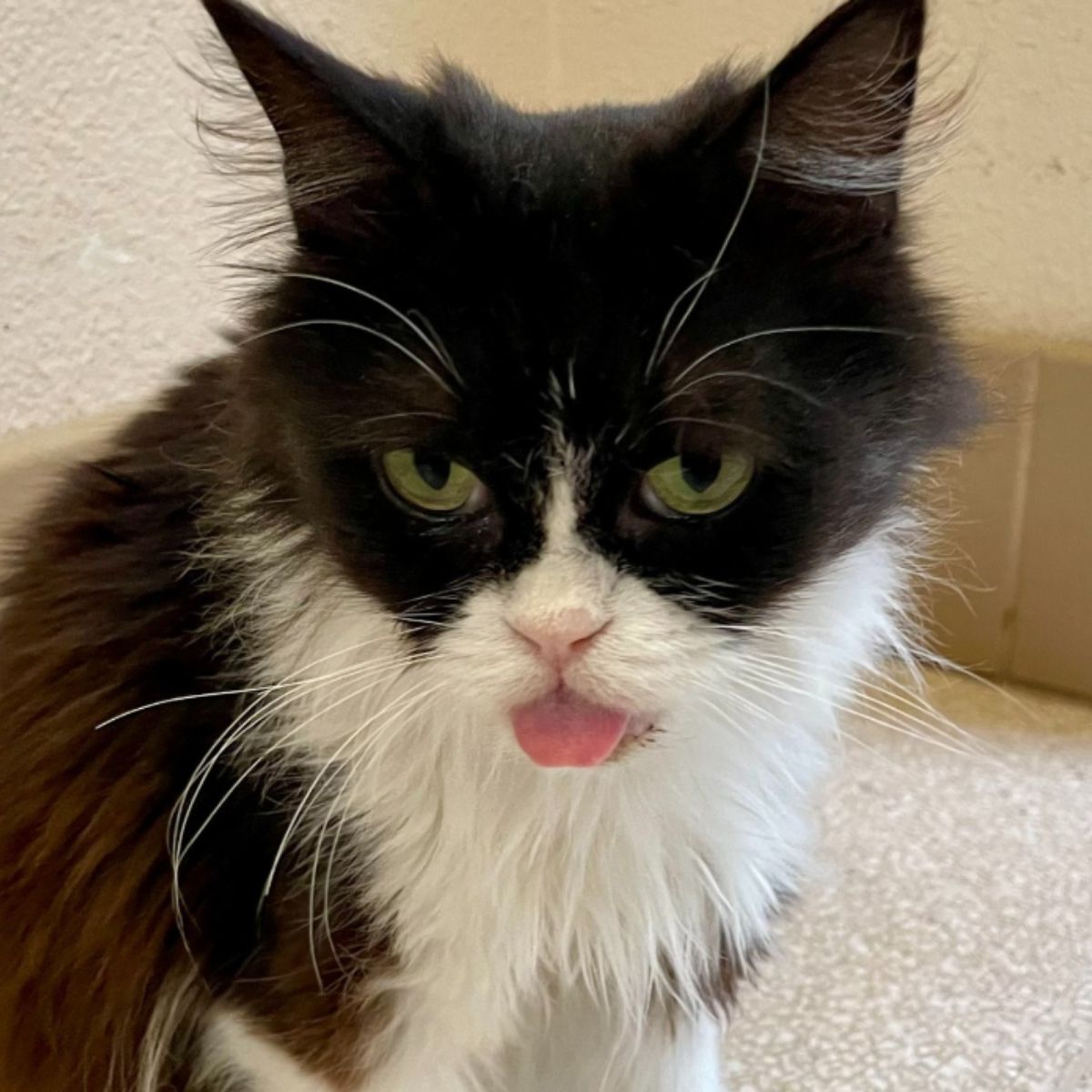 a cat with tongue out