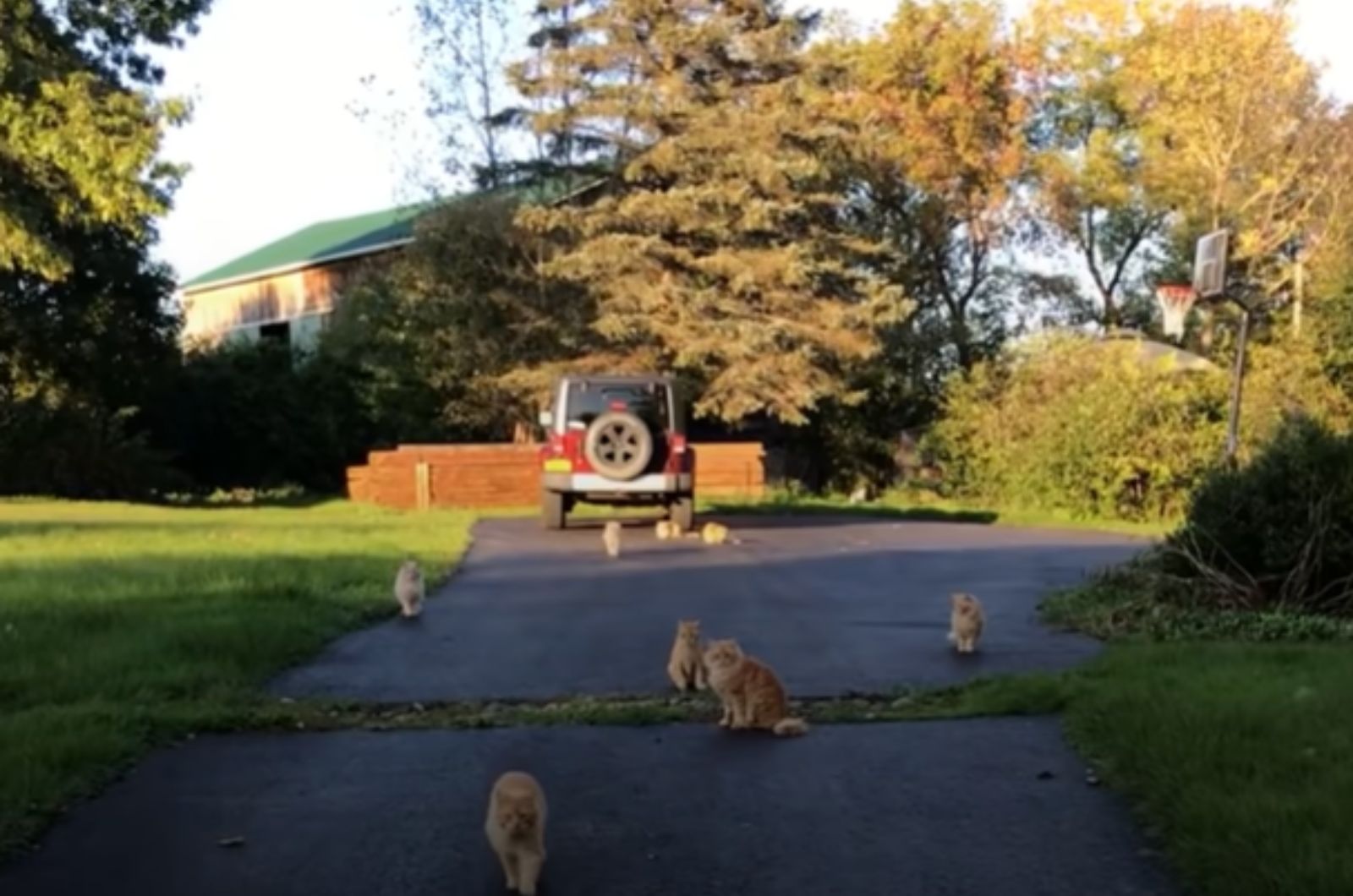 a lot of cats in the yard