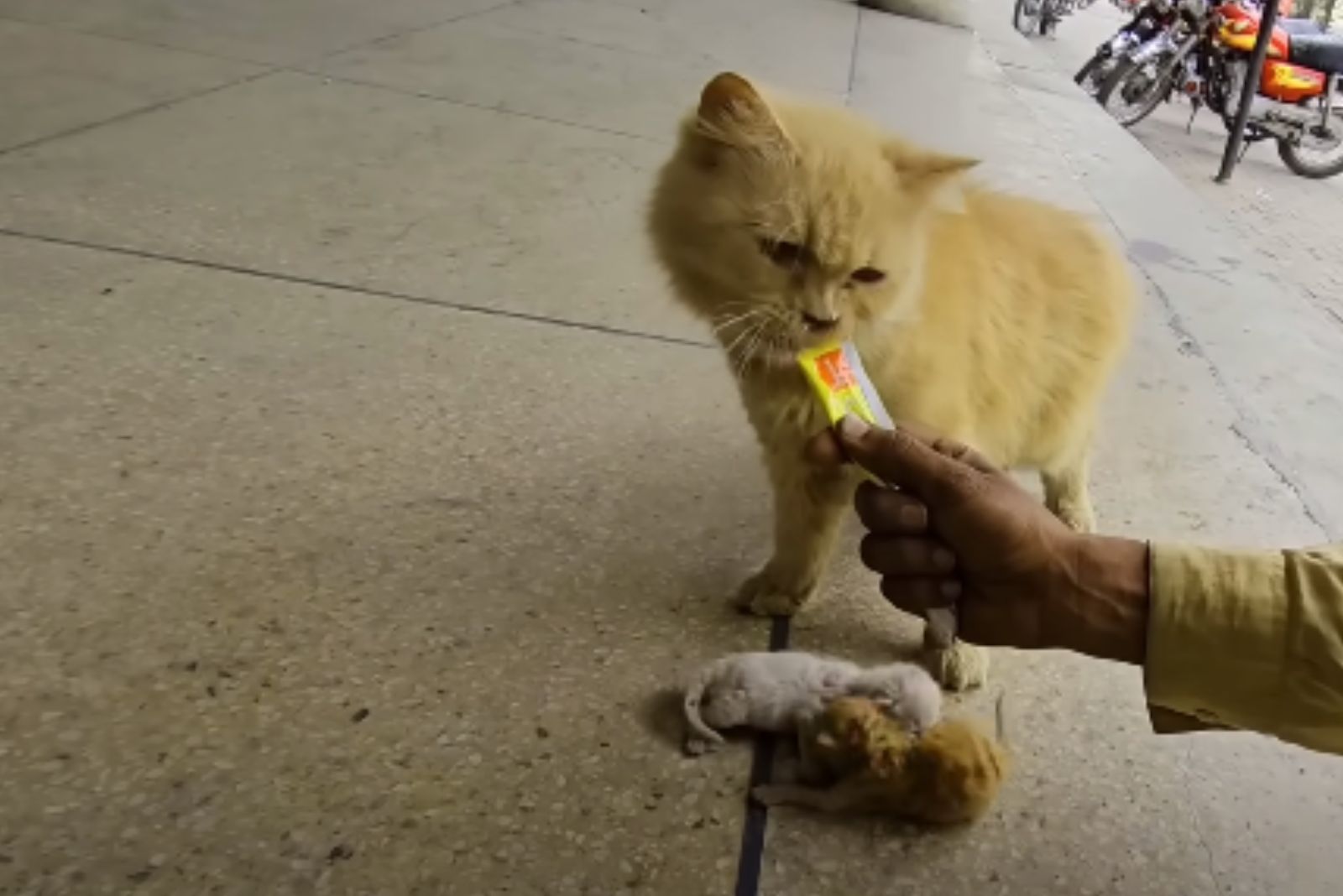 a man feeding mama cat on the street