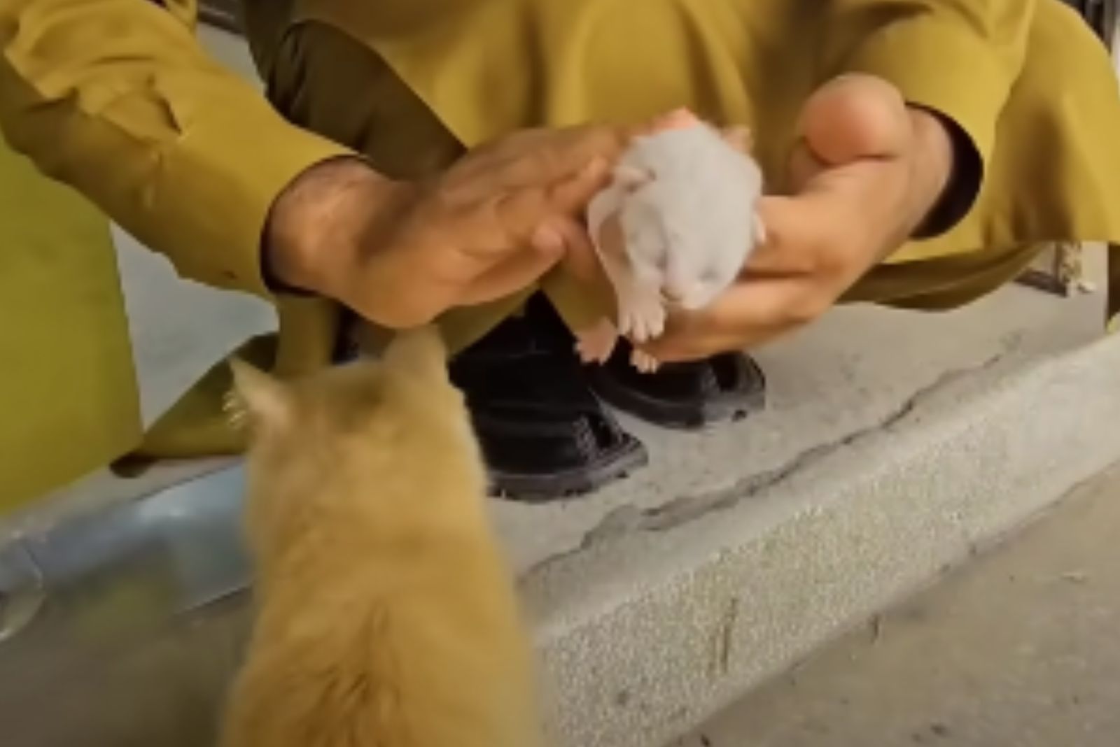 a man holding kitten