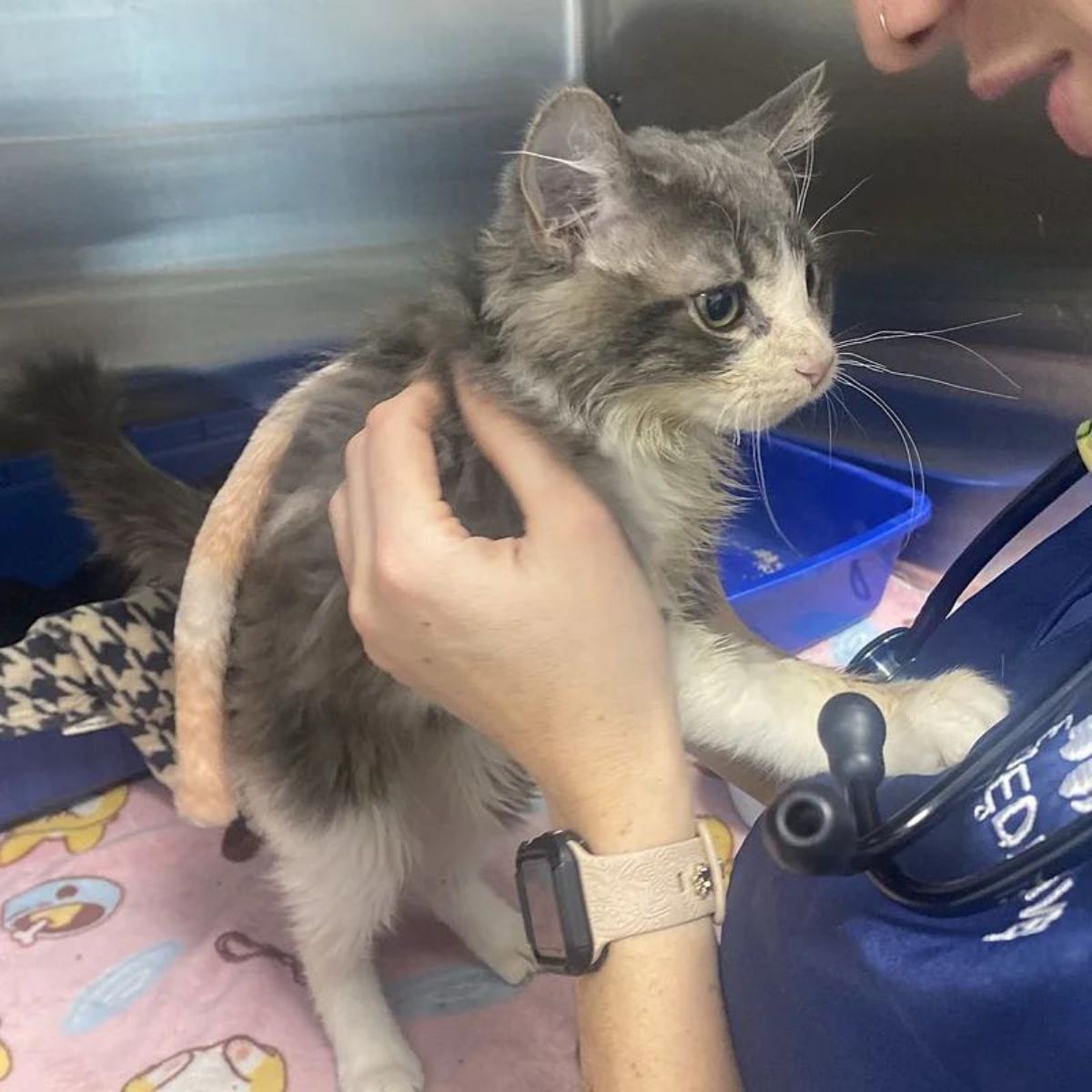 a vet checks cat