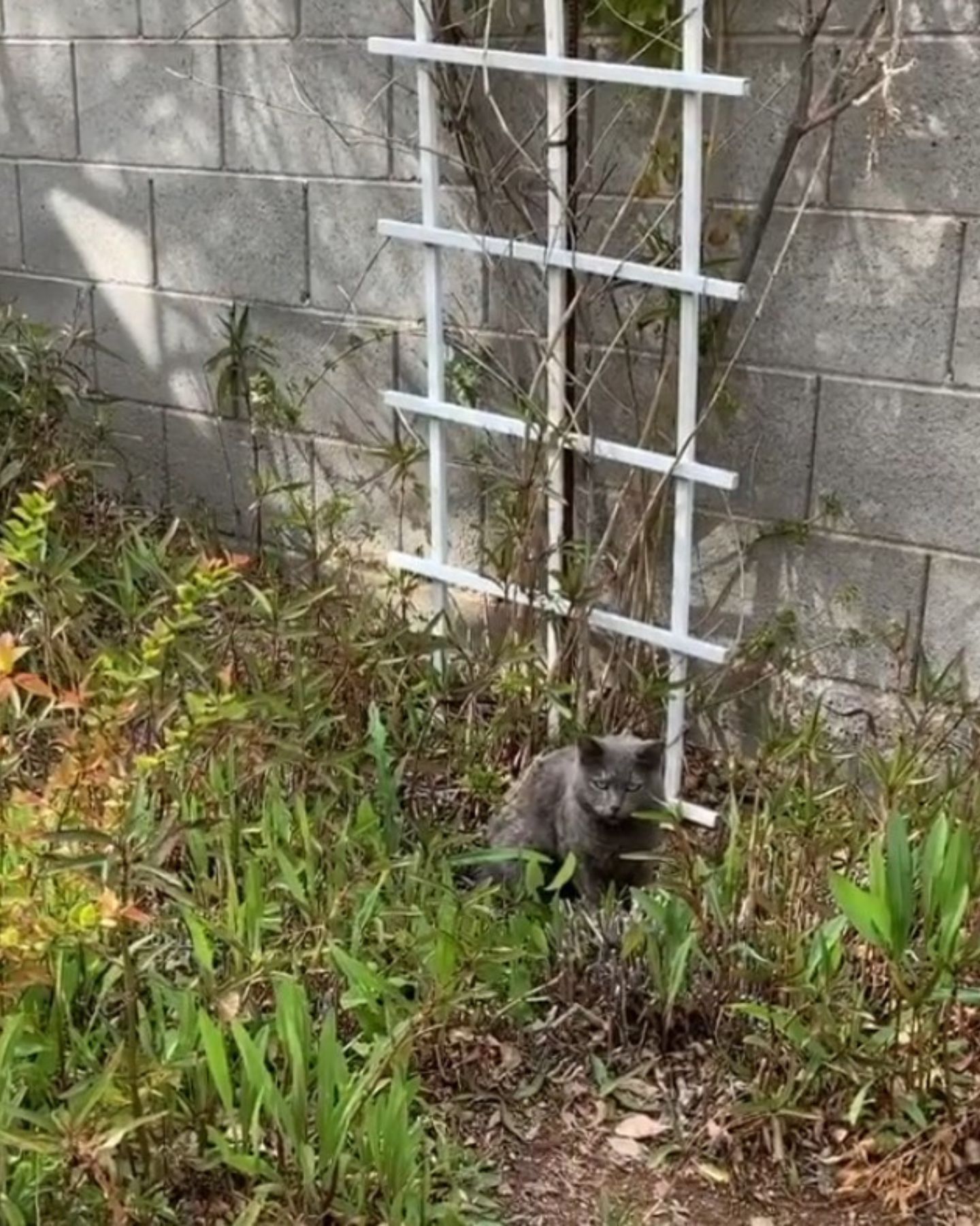 abandoned gray cat