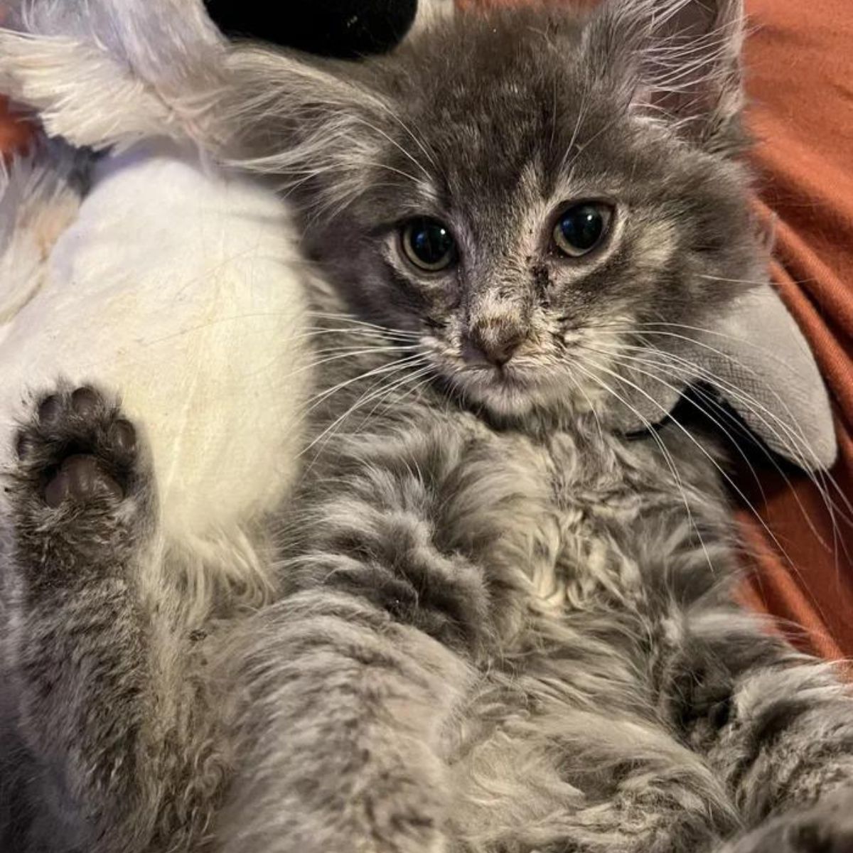 adorable gray cat