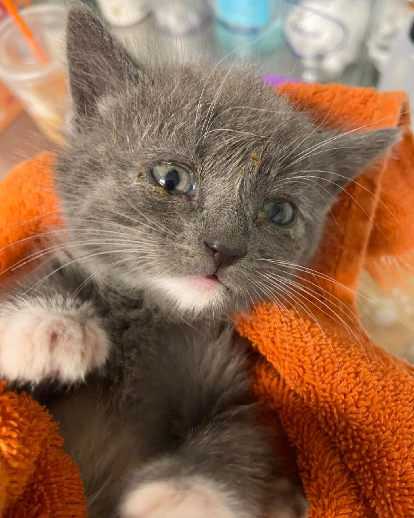adorable gray kitten