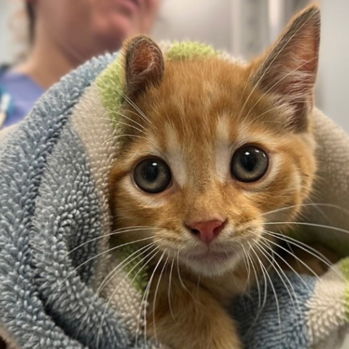 adorable kitten wrapped