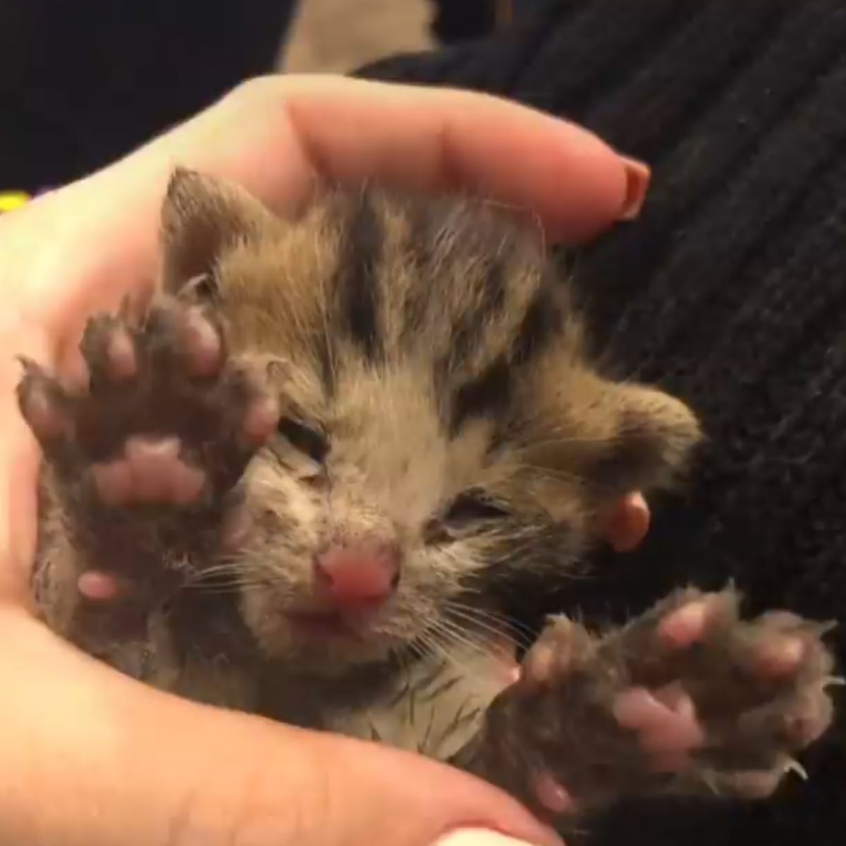 adorable little kitty