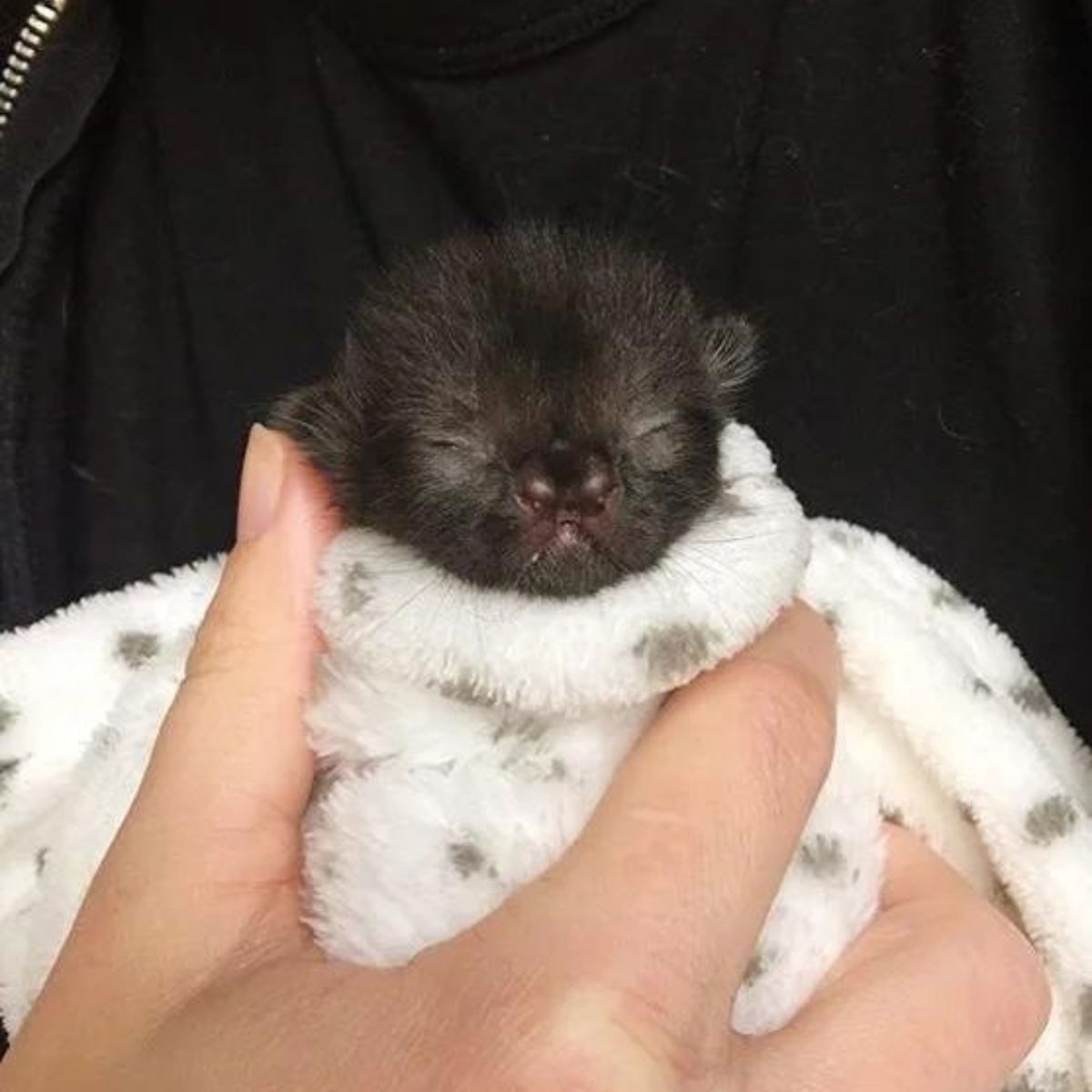 adorable one day old kitten