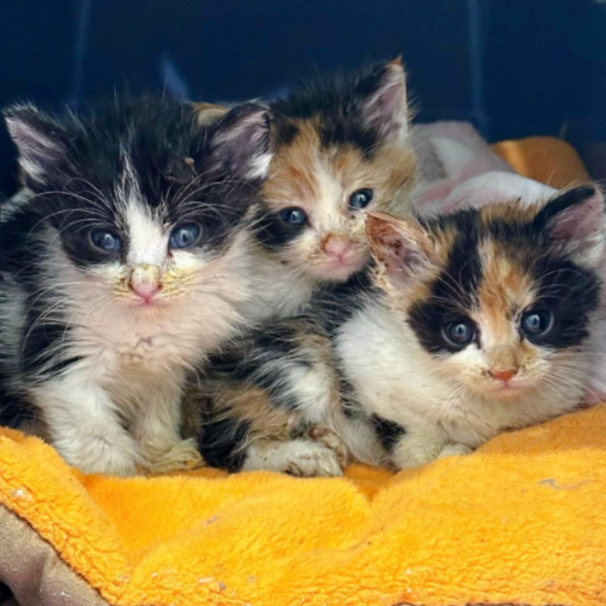 adorable three kittens