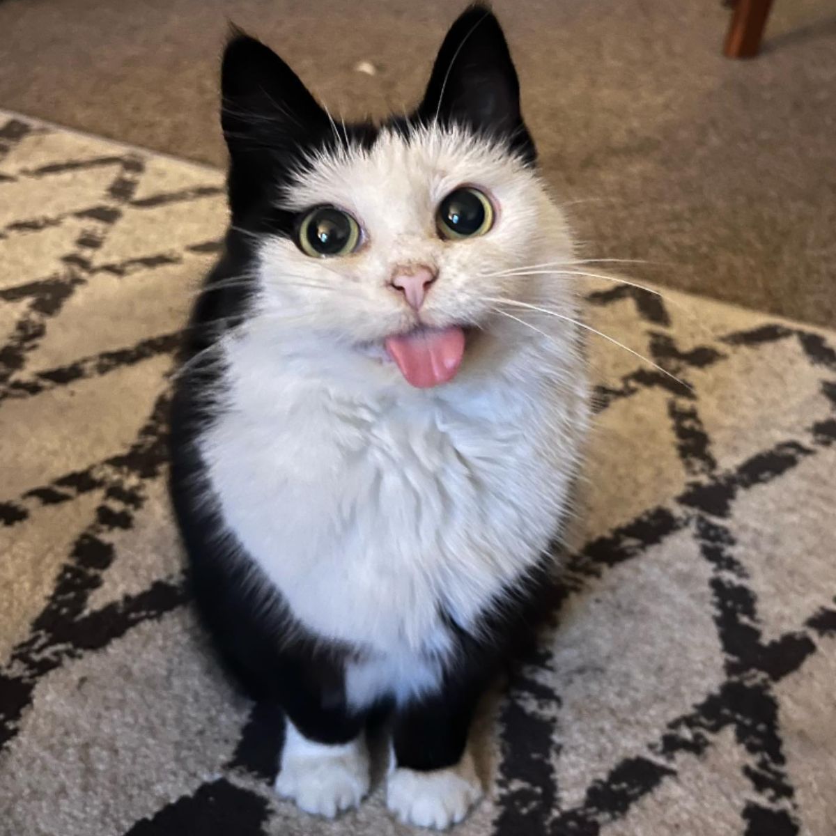 black and white cat indoors