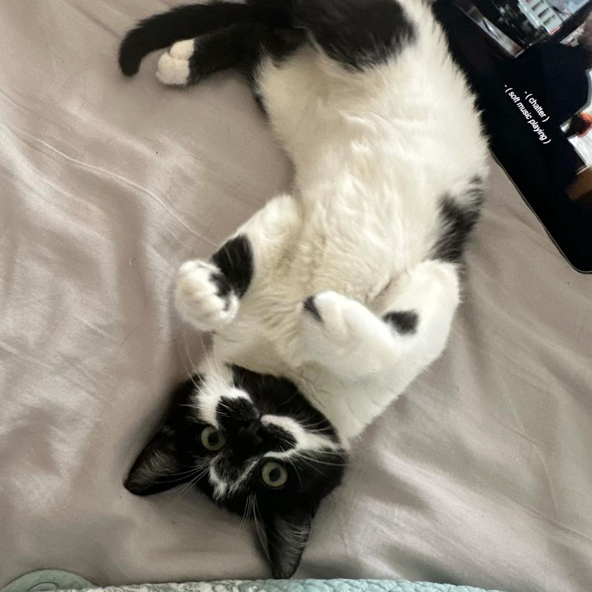 black and white cat laying on a back