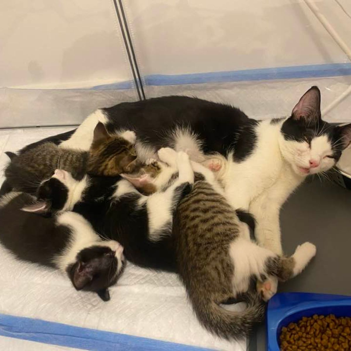 black and white cat nursing kittens
