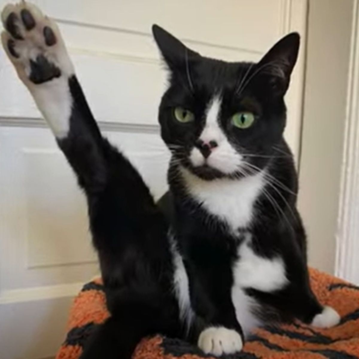 black and white cat with three legs